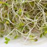 Contaminated sprouts: Jimmy John’s founder says inconsistent supply prompted decision to remove