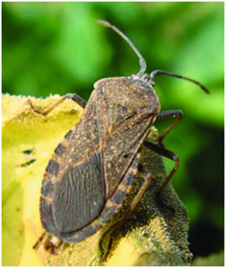 Trichopoda pennipes adult.