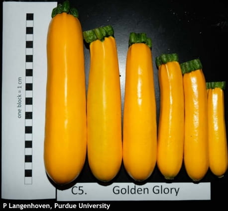 Disorders in summer squash, cucumbers revisited
