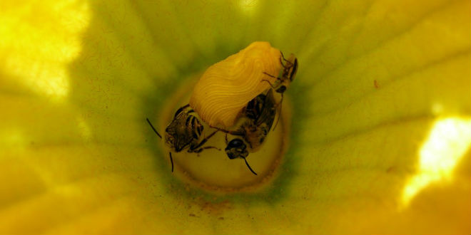 One strategy, two pests: MSU shares cucurbit IPM tips for growers