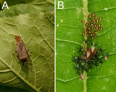 Squash bugs as pests of cucurbits in Michigan
