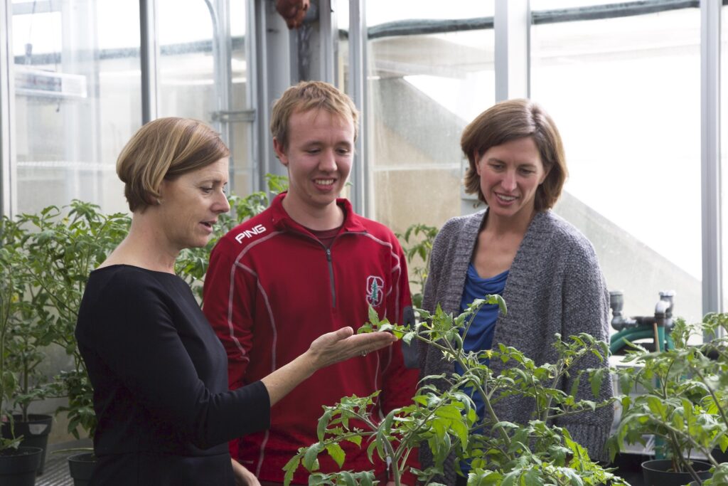 Tomato plants repel pathogens with ‘vaccine’ to boost defense system