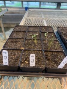 Steam-soil-germination-assay