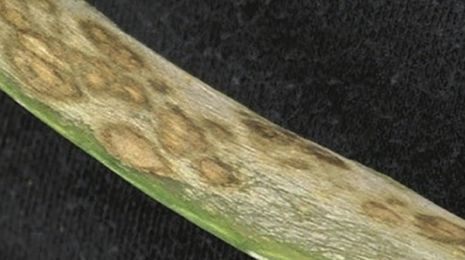 Thrips hit onions; foliar disease boosts risk