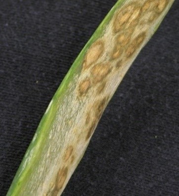 Protect onions against stemphylium leaf blight