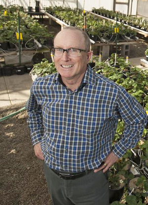 Evolution of strawberry production discussed in podcast