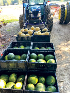 Blue tractor pulling containers of watermelon and cantaloupes