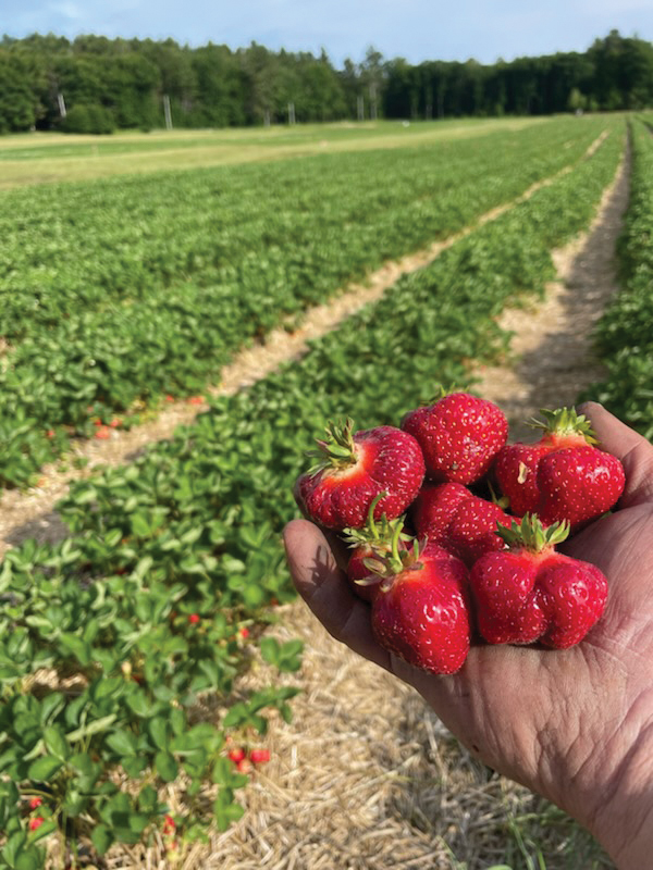 A man's hand full of strawberries, overlooking a strawberry field