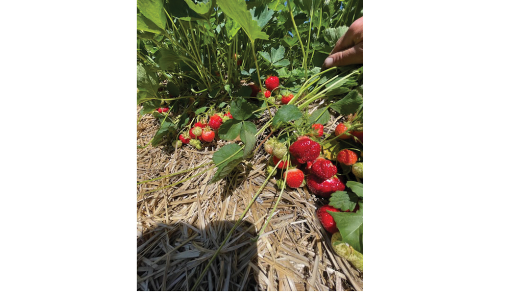 Stevenson’s Strawberries thrives as one of Maine’s top pick-your-own strawberry farms