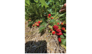 2025 Almond Conference highlights: Innovation, leadership and key industry shifts