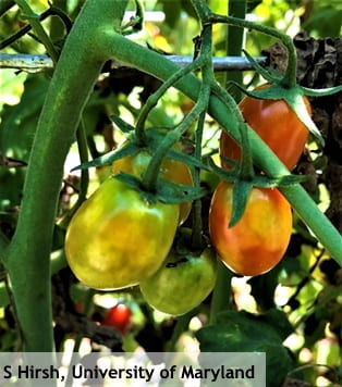 Stinkbug damage found in many Maryland tomato fields