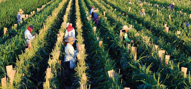 Sweet corn field management advances improve yield, flavor and harvest