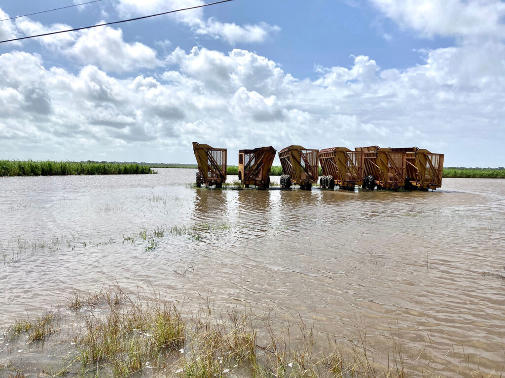 Hurricane Laura plays havoc with agriculture, forests,residences