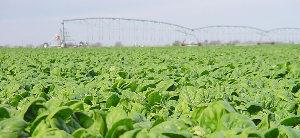 Texas safety site caters to nation’s food producers