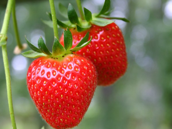 Hydroponic tabletop strawberry approach drives project by three partners