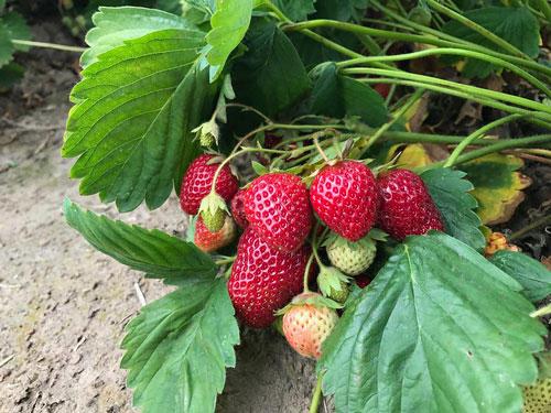 Funded by Oregon legislature, OSU Berry Initiative gets a new leader