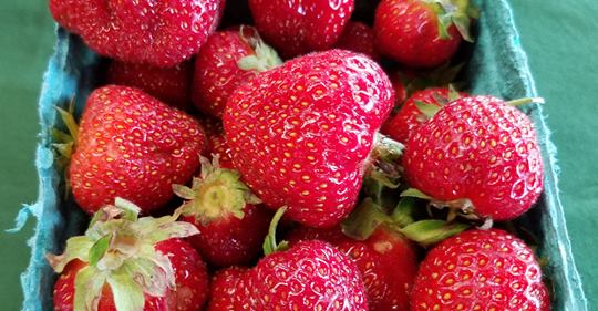 CBD postharvest treatment maintains quality, extends shelf life of strawberries