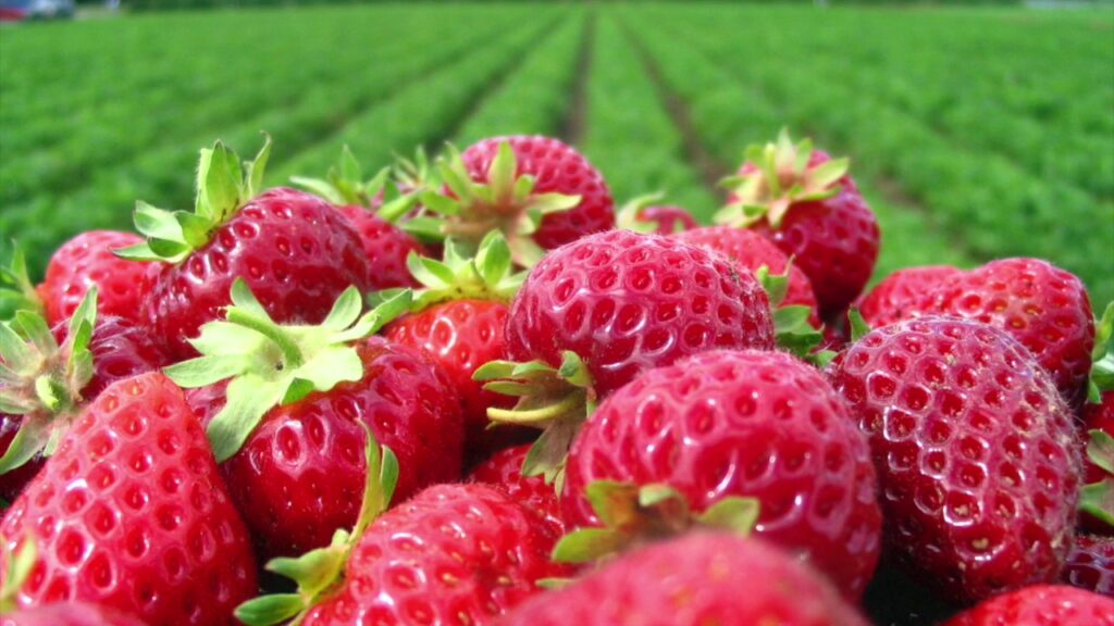 Researchers identify the best strawberries to grow in hot locations