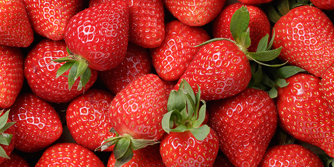 Once strawberries warm up, ‘no practical way to cool them back down’