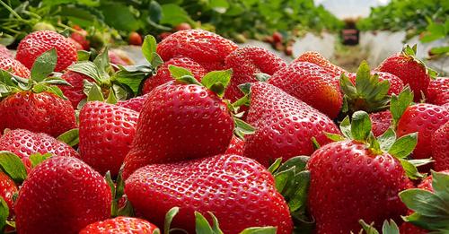 California’s Mayra Paniagua receives strawberry award