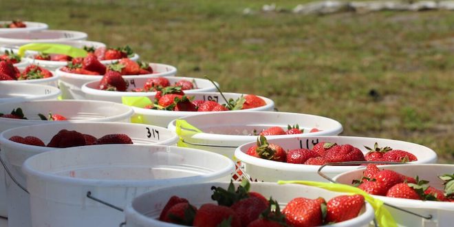 Growing a better strawberry in North Carolina