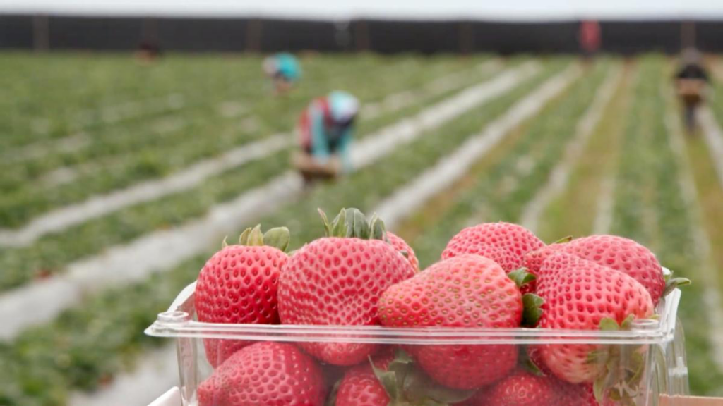 Strawberry harvest workers in Oregon detected with COVID-19