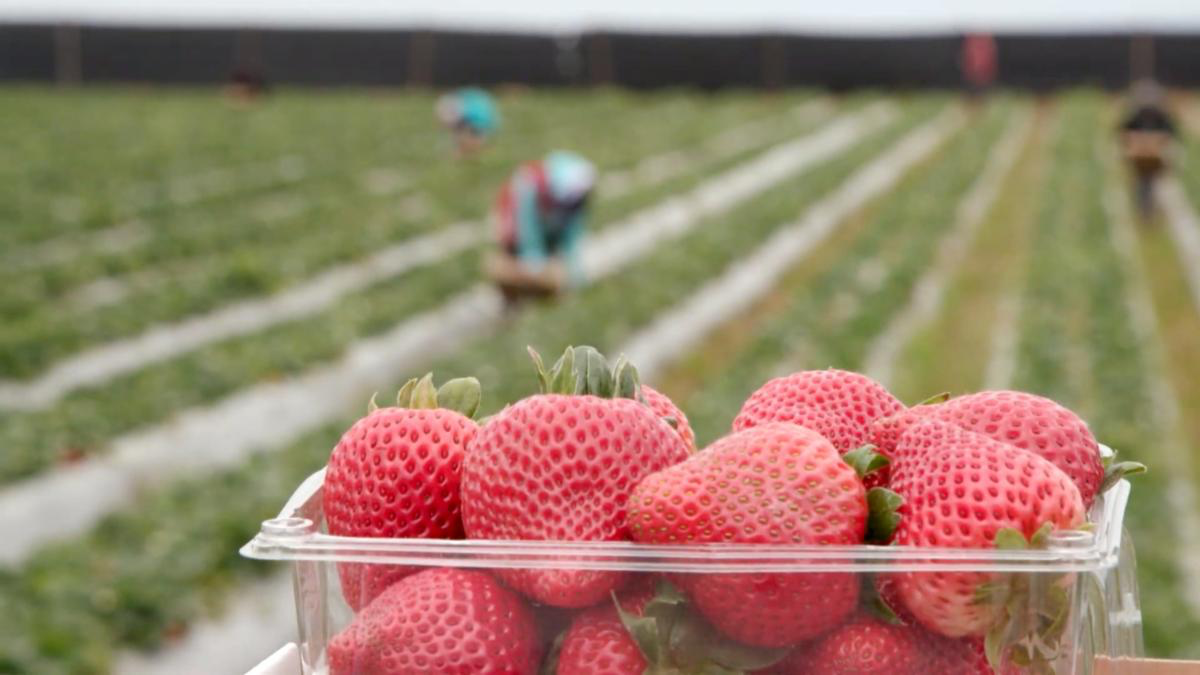 The California Strawberry Commission represents more than 400 strawberry farmers, shippers, and processors, proudly working together to advance strawberry farming for the future of our land and people.