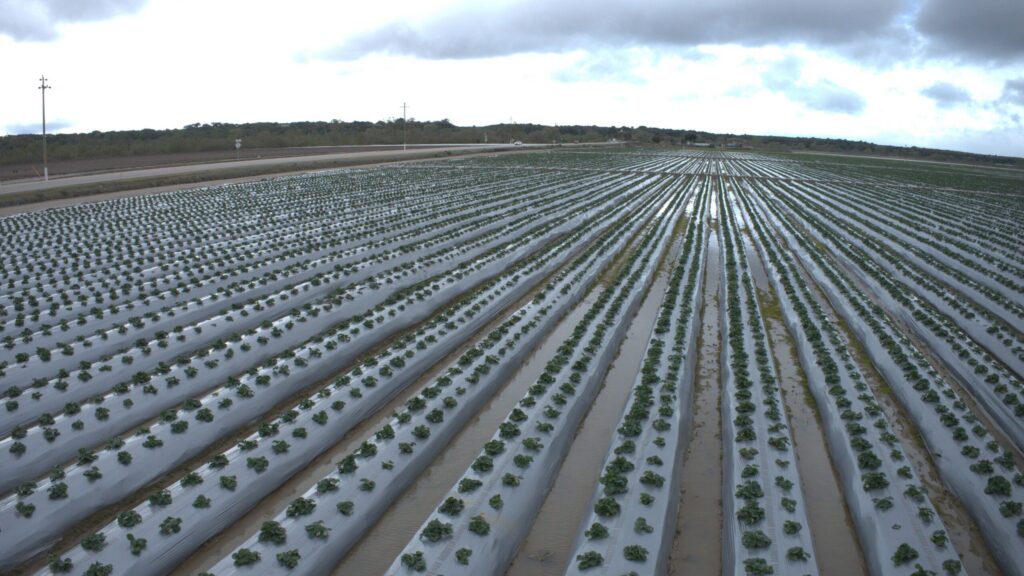 California flood damage to some strawberry fields substantial