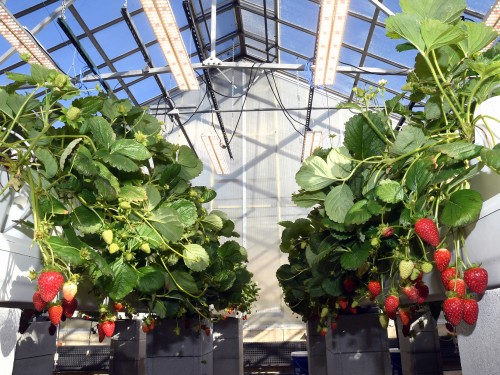Ohio State Greenhouse Management Workshop set for Jan. 26-28