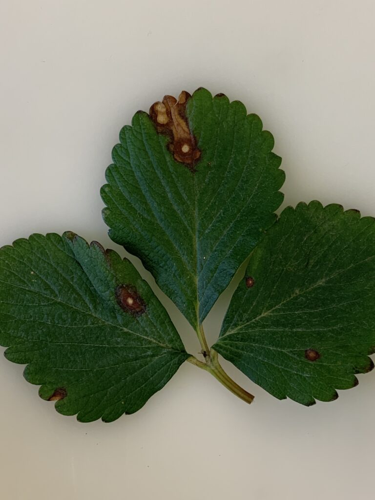 Louisiana strawberries hit by new plant disease