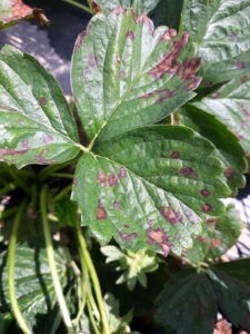 A new strawberry disease tracked in the Midwest