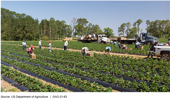 More info needed to protect workers from pesticide exposure, GAO says