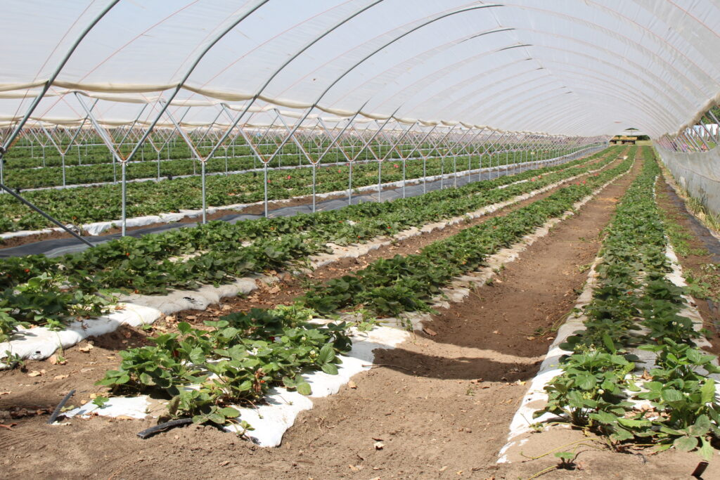 Tips for renovating plasticulture strawberries