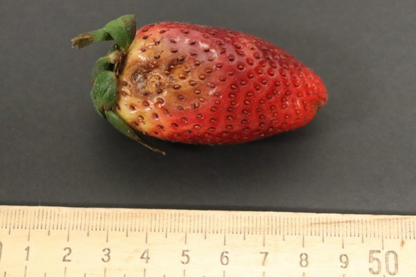 Florida strawberry growers concerned due to Neopestalotiopsis fruit rot disease