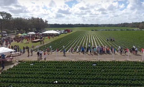 Strawberry Picking Challenge for charity planned in Florida