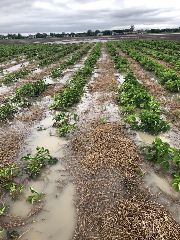 Yield, revenue may trigger disaster assistance, insurance claims