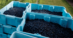 Image of bins of fresh picked blueberries in the field
