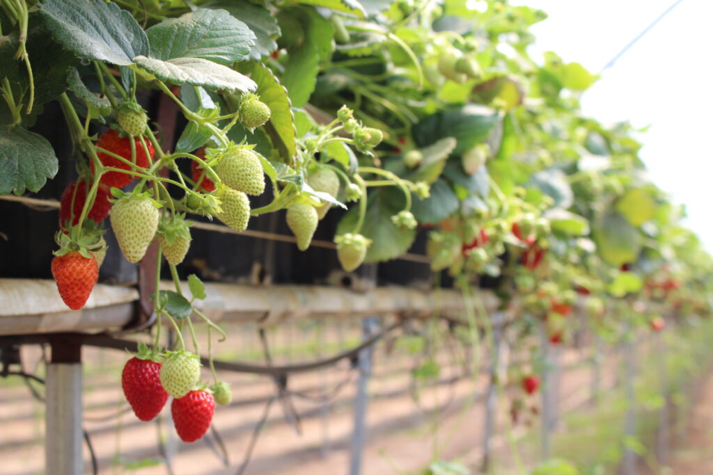 Strawberry substrate workshop set by NYS Berry Growers, Cornell