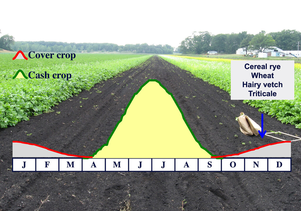 Summer cover crops: A matter of timing, seed choice