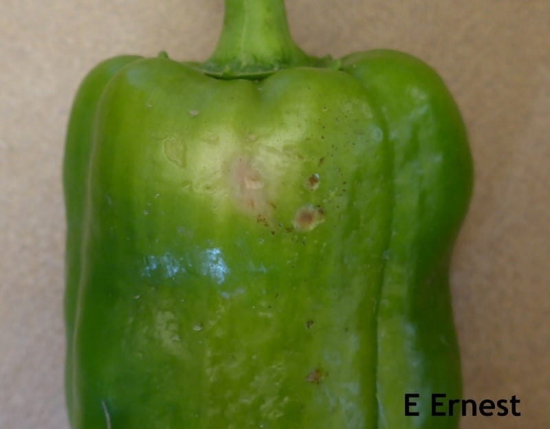 The importance of leaf cover in fruiting vegetables