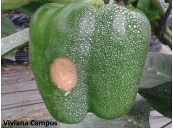 Using particle films for sunburn protection