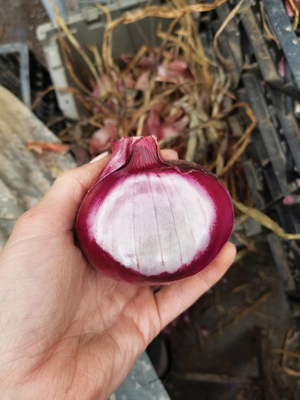 Sunscald-onion