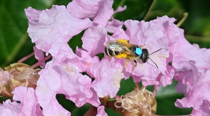 Sweat bees valuable pollinators of wildflowers, cultivated crop plants
