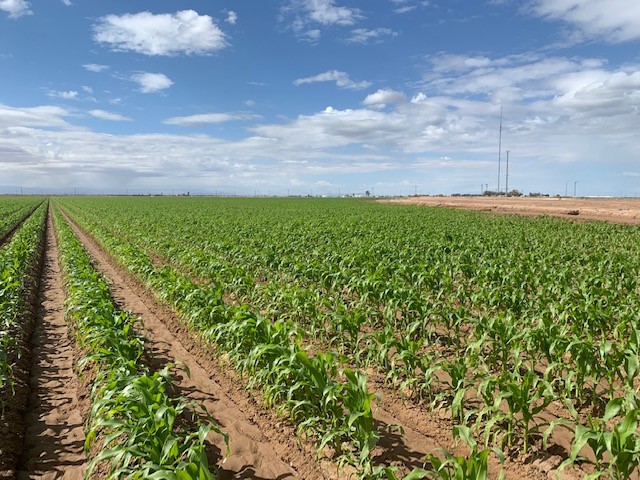Poor stands, plant vigor reported in sweet corn