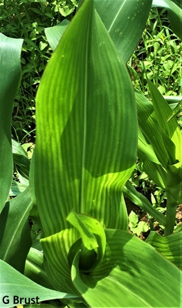 Dealing with sulfur deficiency in sweet corn