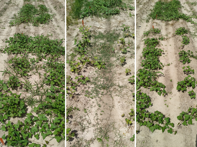 Research offers sweet potato weed relief