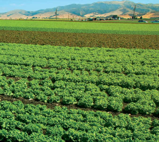 Noninsured Crop Disaster Assistance Program offers protection