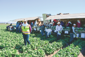 Gloria Mejia supervises lettuce pickers in a California field. Tanimura & Antle is now the largest independent lettuce grower in the United States.