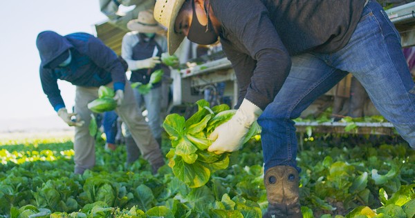 Produce grower-shipper Tanimura & Antle surpasses 4,000 employee vaccinations