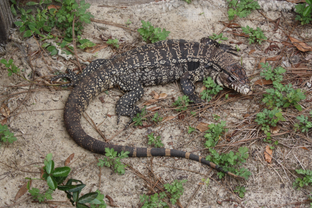 Florida’s wildlife, natural areas, crops threatened by tegu spread